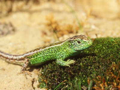 Sand Lizard, Male by David Boag Pricing Limited Edition Print image