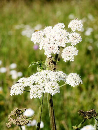 Cow Parsley, West Berkshire, Uk by Philip Tull Pricing Limited Edition Print image