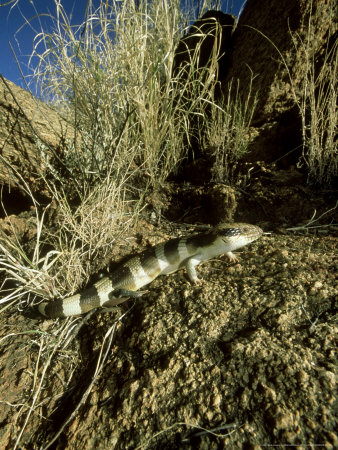 Western Blue-Tongue Skink, Australia by Patricio Robles Gil Pricing Limited Edition Print image