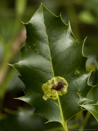 Leaf Miner/Gall On Holly Leaf by Bob Gibbons Pricing Limited Edition Print image