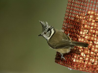 Crested Tit On Red Peanut Bird-Feeder, Uk by Mark Hamblin Pricing Limited Edition Print image