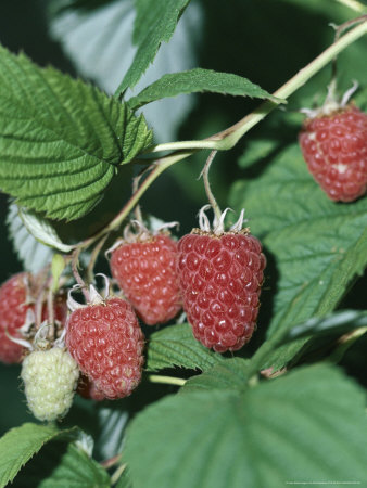 Raspberry Glen Clova Close-Up Of Berries by David Askham Pricing Limited Edition Print image