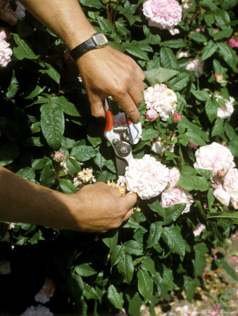 Dead-Heading Rosa Jaques Cartier (Portland Rose) Lackham College Garden Wiltshire by David Askham Pricing Limited Edition Print image