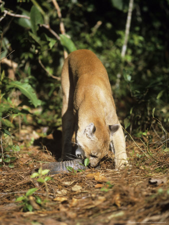 Mountain Lion, Belize, Central America by Partirdge Films Ltd. Pricing Limited Edition Print image