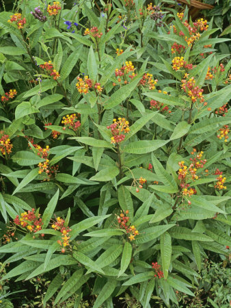 Butterfly Weed, Asclepias Tuberosa by Geoff Kidd Pricing Limited Edition Print image