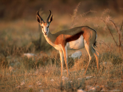 Springbok, Single Standing, Namibia by Patricio Robles Gil Pricing Limited Edition Print image