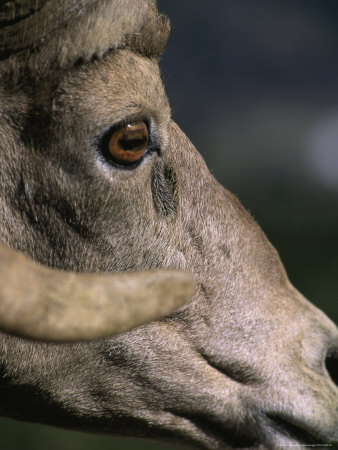 Rocky Mountain Bighorn, Sheep Montana by Donald Higgs Pricing Limited Edition Print image