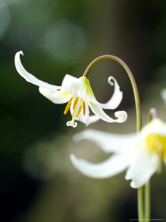 Erythronium (Minnie Haha) by Mark Bolton Pricing Limited Edition Print image
