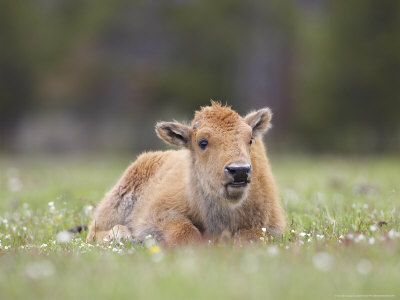 Bison, Young Calf Laid Down In Meadow, Usa by Mark Hamblin Pricing Limited Edition Print image