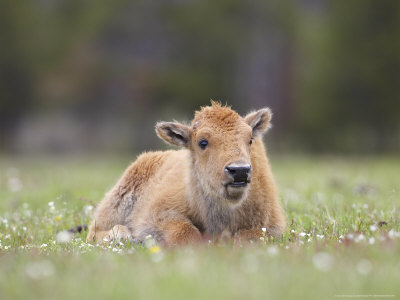 Bison, Young Calf Laid Down In Meadow, Usa by Mark Hamblin Pricing Limited Edition Print image