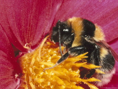 Bumble Bee On Dahlia by Ross Nolly Pricing Limited Edition Print image