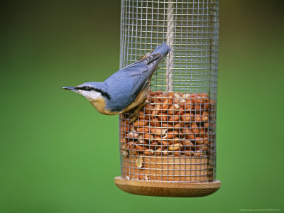 Nuthatch On Nutfeeder, Uk by David Tipling Pricing Limited Edition Print image