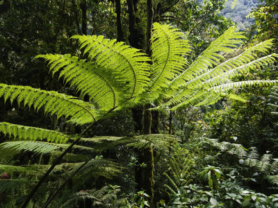 Nyungwe Forest Reserve, Rwanda by Ariadne Van Zandbergen Pricing Limited Edition Print image