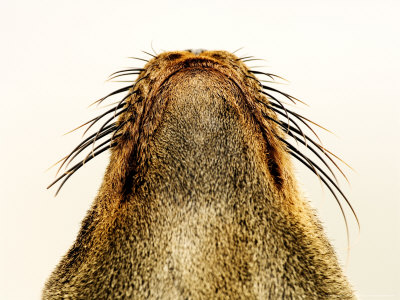 Cape Fur Seal, Close Up Of Muzzle, Skeleton Coast, Namibia by Ariadne Van Zandbergen Pricing Limited Edition Print image