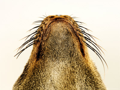 Cape Fur Seal, Close Up Of Muzzle, Skeleton Coast, Namibia by Ariadne Van Zandbergen Pricing Limited Edition Print image