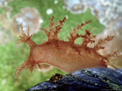 Bushy-Backed Nudibranch, Maine, Usa by Gustav Verderber Pricing Limited Edition Print image