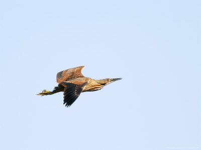 American Bittern In Flight, Ile Bizard Nature Park, Quebec, Canada by Robert Servranckx Pricing Limited Edition Print image