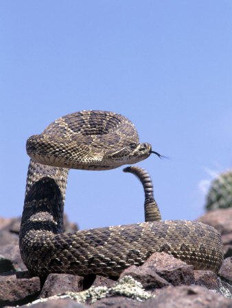 Rattlesnake Ready To Strike by Gary Mcvicker Pricing Limited Edition Print image