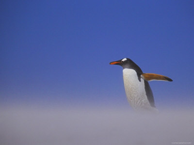Gentoo Penguin In Sandstorm by Andy Rouse Pricing Limited Edition Print image