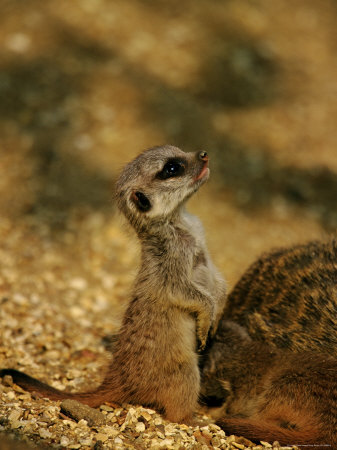 Meerkat Next To Mother by Andy Rouse Pricing Limited Edition Print image