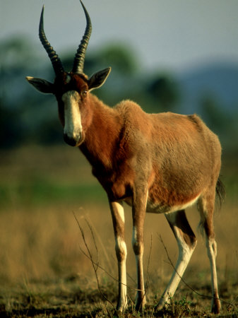 Blesbok, Mlilwane Wildlife Sanctuary, Swaziland by Ariadne Van Zandbergen Pricing Limited Edition Print image