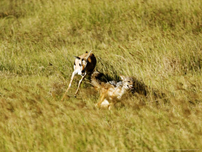 Black-Backed Jackal Chased By A Thomsons Gazelle Protecting Its Young, Tanzania by Ariadne Van Zandbergen Pricing Limited Edition Print image