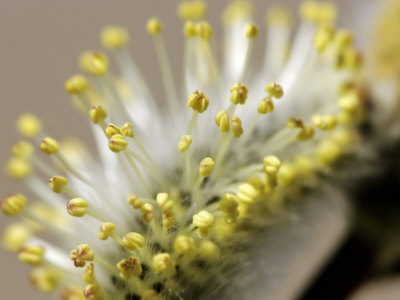 Pussy Willow, Bud, Quebec, Canada by Robert Servranckx Pricing Limited Edition Print image