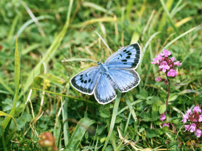 Large Blue Butterfly, Somerset, Uk by David Tipling Pricing Limited Edition Print image