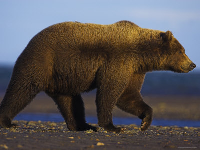 Grizzly Bear Female In Winter Coat On Sea Shore by Andy Rouse Pricing Limited Edition Print image