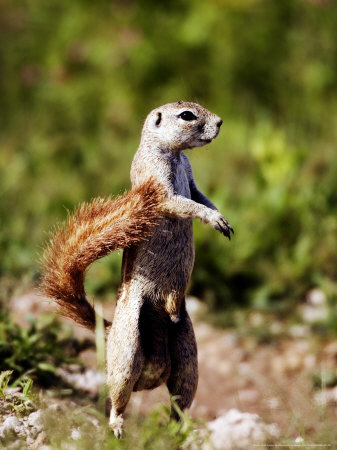 Ground Squirrel, Standing Upright, Namibia by Ariadne Van Zandbergen Pricing Limited Edition Print image