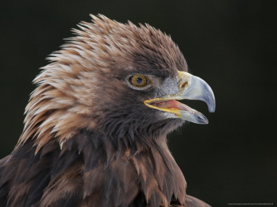 Golden Eagle, Ecomuseum, Quebec, Canada by Robert Servranckx Pricing Limited Edition Print image