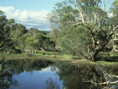 Western Swamp Tortoise, Pseudemydura Umbrina After Rain, Twin Swamps National Reserve, W. Australia by Bert And Babs Wells Pricing Limited Edition Print image