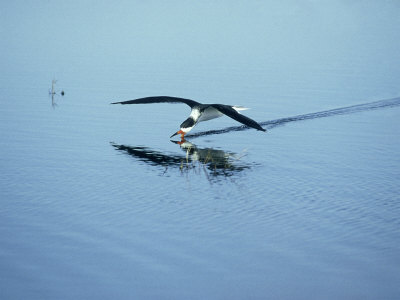 Black Skimmer, Feeding, Florida by Tom Leach Pricing Limited Edition Print image