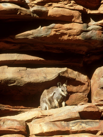 Black-Footed Rock Wallaby, Sitting, Australia by Patricio Robles Gil Pricing Limited Edition Print image