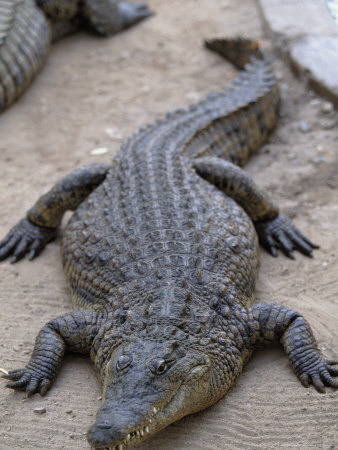 Nile Crocodile, Cango Ranch, Qudtshoorn, South Africa by Walter Bibikow Pricing Limited Edition Print image