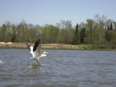 Pelicans Fishing, Lake Scenes by Keith Levit Pricing Limited Edition Print image