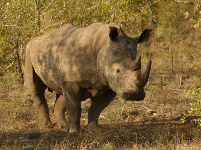 White Rhinoceros, Kruger National Park by Keith Levit Pricing Limited Edition Print image