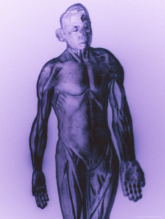Plastic Human Anatomy Model by Fogstock Llc Pricing Limited Edition Print image