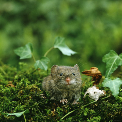 Field Vole, Kent, Uk by David Tipling Pricing Limited Edition Print image