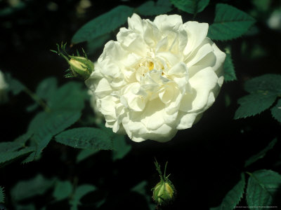 Rosa X Alba Alba Maxima (Alba Rose), White Flower Jacobite Rose Pre-16Th Century by David Askham Pricing Limited Edition Print image