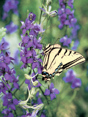Larkspurs With Butterfly by Bill Whelan Pricing Limited Edition Print image
