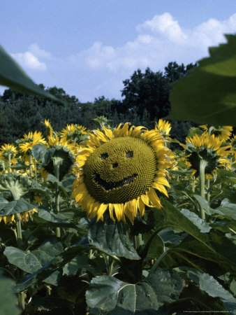 Helianthus Annus Sunspot, Sunflower With Smiling Face by Juliet Greene Pricing Limited Edition Print image