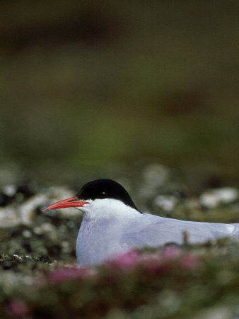 Arctic Tern, Sitting, Arctic by Patricio Robles Gil Pricing Limited Edition Print image