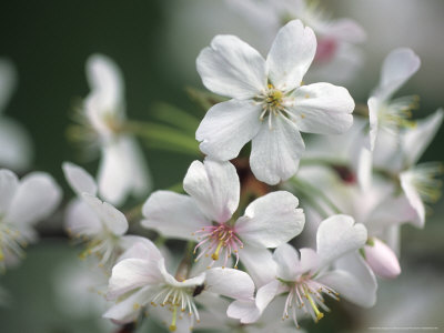 Prunus Serrulata Pandora (Ornamental Cherry), Close-Up Of White Flowers by Hemant Jariwala Pricing Limited Edition Print image