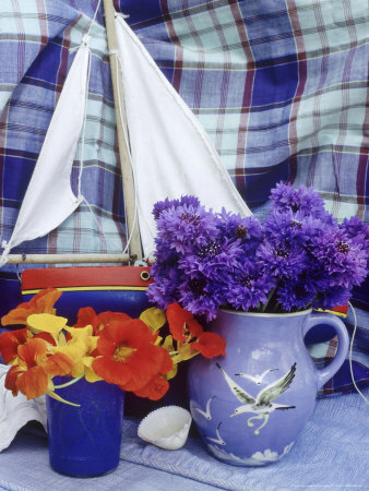 Summer Still Life With Sea Theme Jug With Centaurea & Glass With Tropaeolum by Ann Kelley Pricing Limited Edition Print image