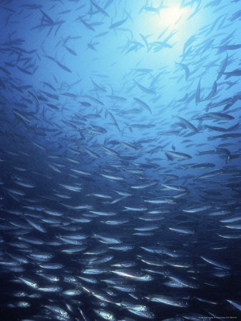 School Of Jack Mackerel by Wayne Brown Pricing Limited Edition Print image