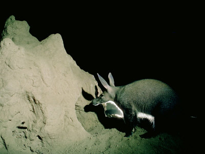 Aardvark, Digs At A Termite Mound by Alan Root Pricing Limited Edition Print image