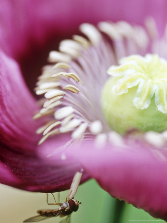 Papaver Somniferum With Hoverfly On Stamen by Francois De Heel Pricing Limited Edition Print image