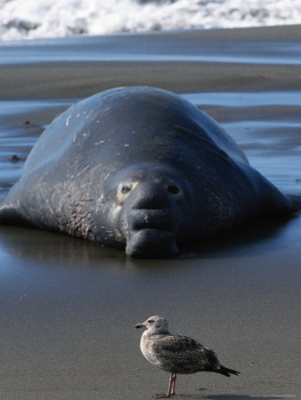 Northern Elephant Seal, Mirounga Angustirostris by Mark Newman Pricing Limited Edition Print image