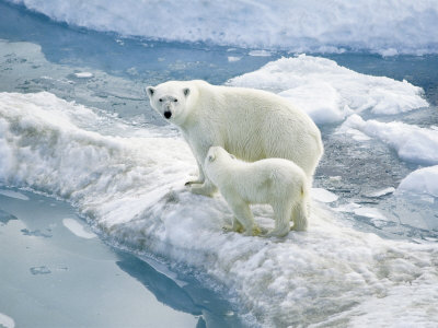 Polar Bear With Cub On Iceberg by A Zuckerman-Vdovenko Pricing Limited Edition Print image